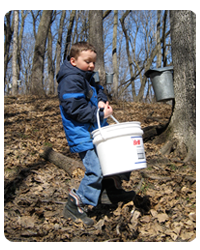 maple syruping