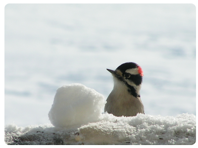 downy woodpecker