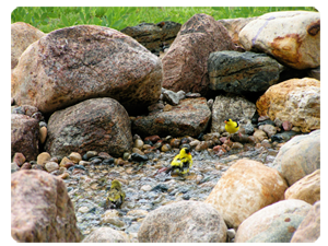 goldfinches